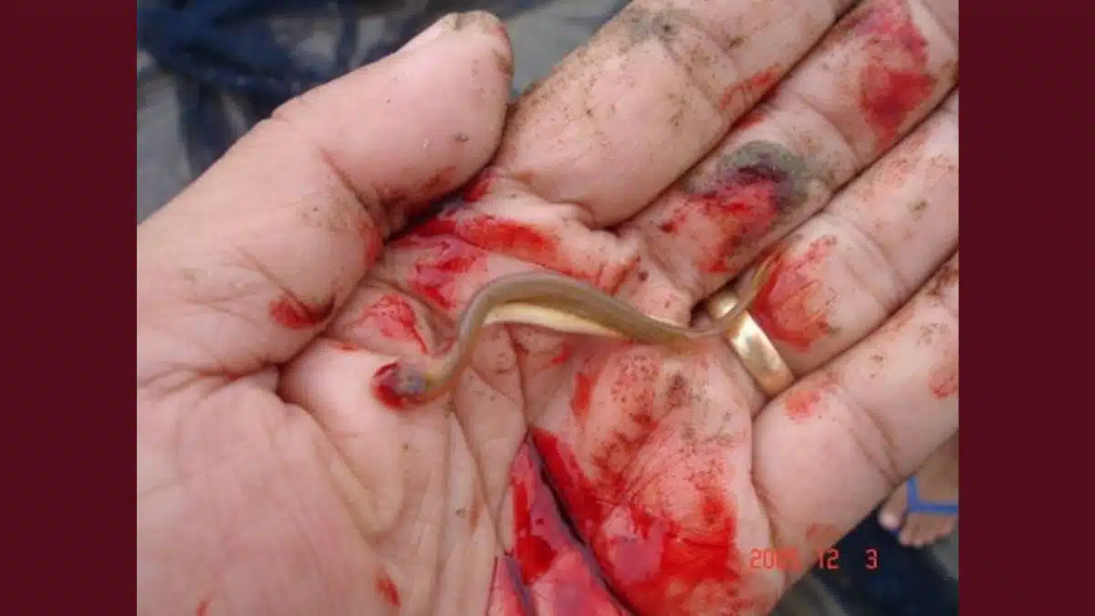 Guia Completo da Fauna Amazônica: Peixes e Outros Animais Perigosos