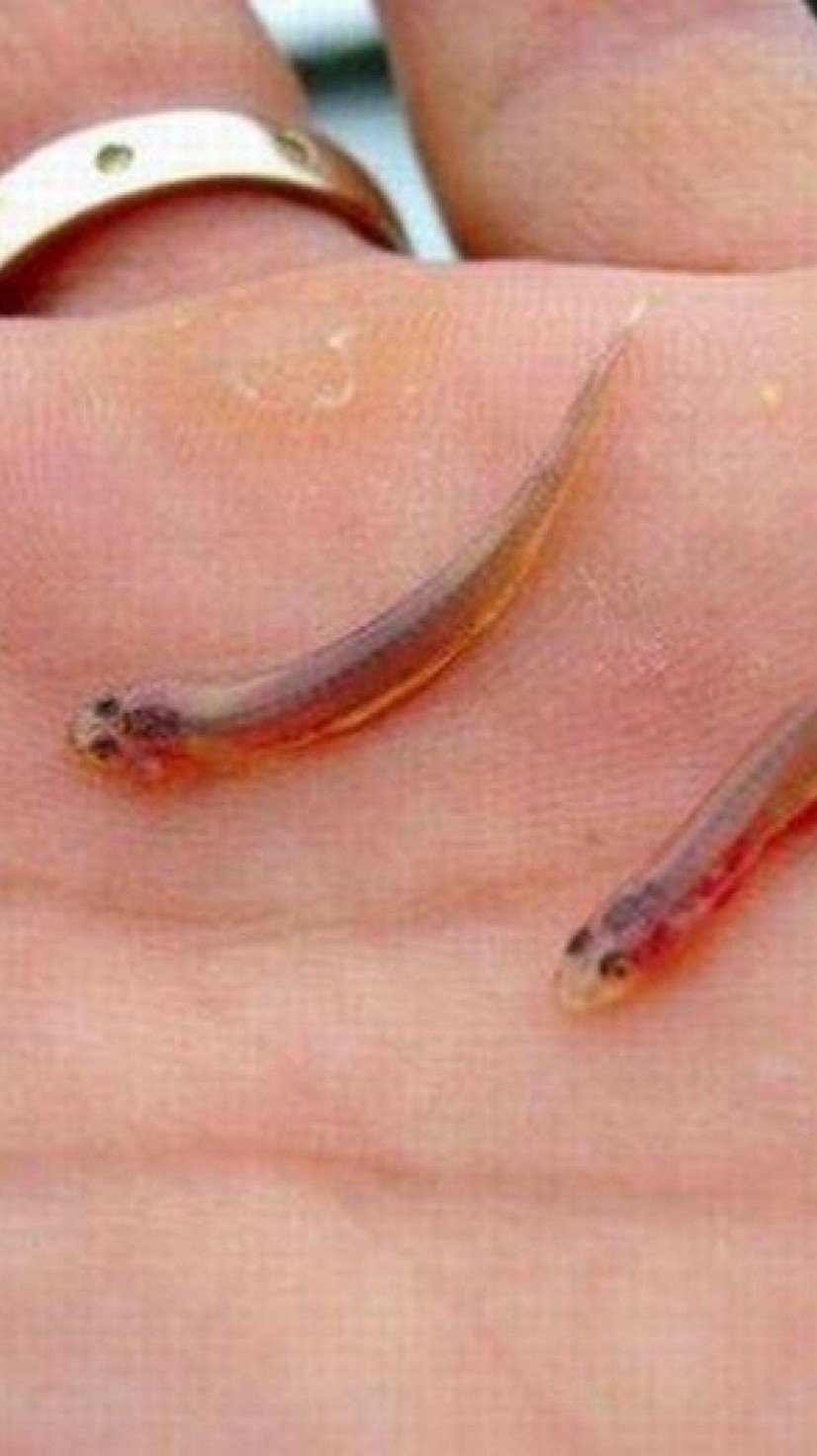 Mitos e Lendas da Amazônia: Desvendando o Peixe Candiru e Outras Criaturas