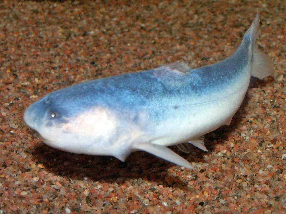 Como Proteger-se em Rios da Amazônia: Dicas Essenciais para Banhistas