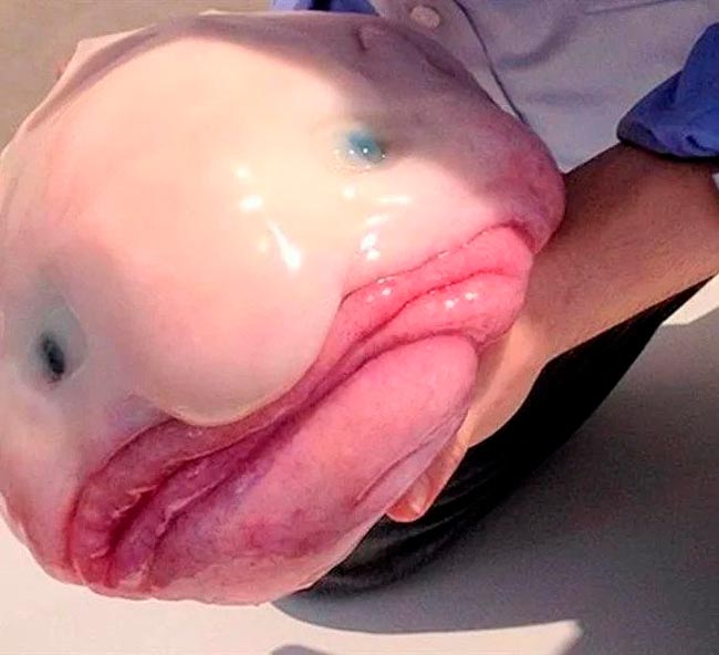 Peixe-Sapo e Diabo-Negro-do-Mar: Por Que Eles São Considerados Feios?