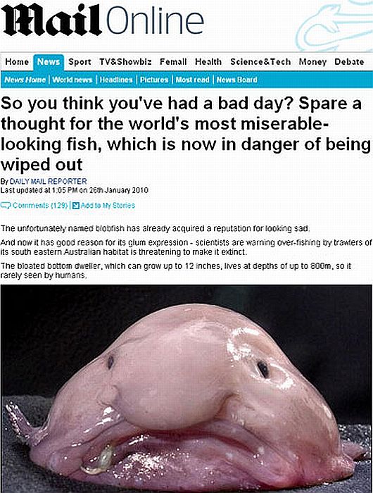 A Verdadeira Aparência do Peixe-Bolha no Fundo do Oceano