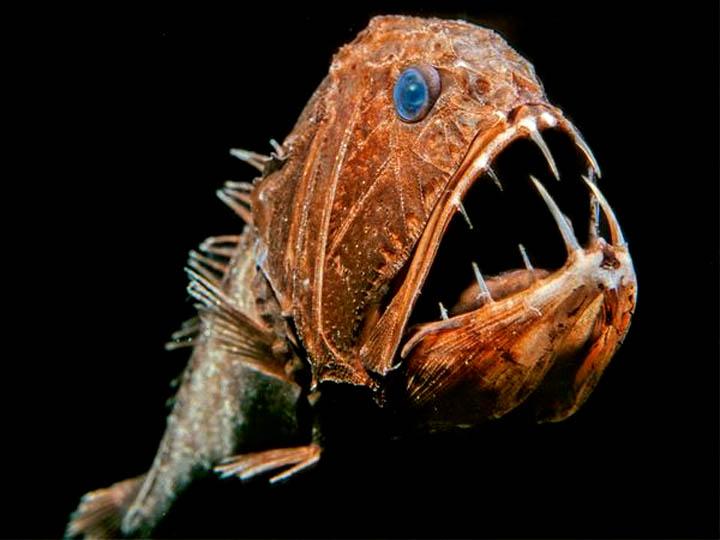 Além do Peixe-Bolha: Conheça Outros Animais Marinhos Bizarros