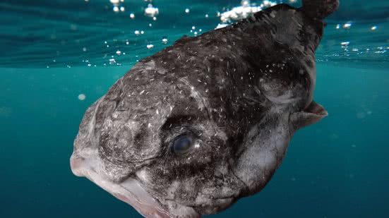 Da Fealdade à Fama: Como o Peixe-Bolha Virou Símbolo de Conservação