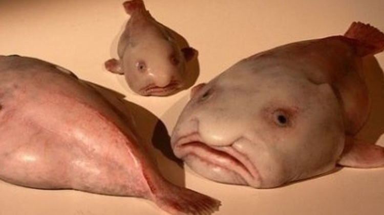 Além do Peixe-Bolha: Conheça Outros Animais Marinhos Bizarros