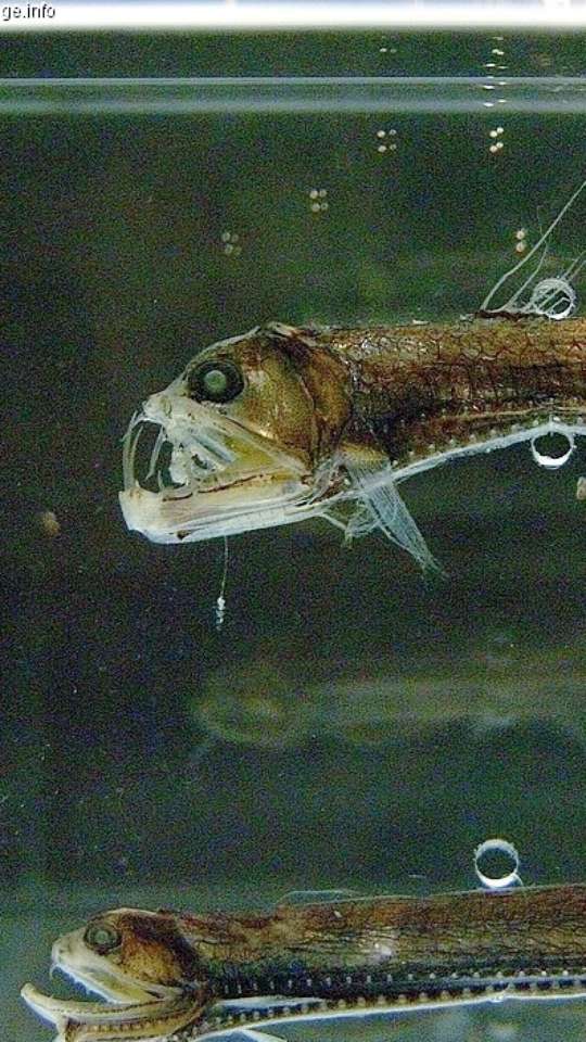 Da Fealdade à Fama: Como o Peixe-Bolha Virou Símbolo de Conservação