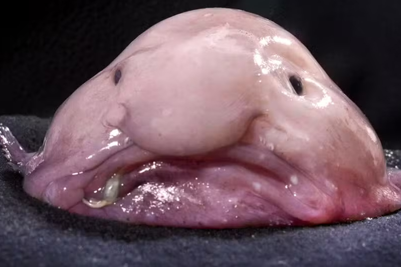 Da Fealdade à Fama: Como o Peixe-Bolha Virou Símbolo de Conservação