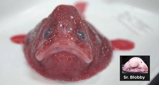 Os Segredos das Profundezas: Vida e Adaptações dos Peixes Abissais