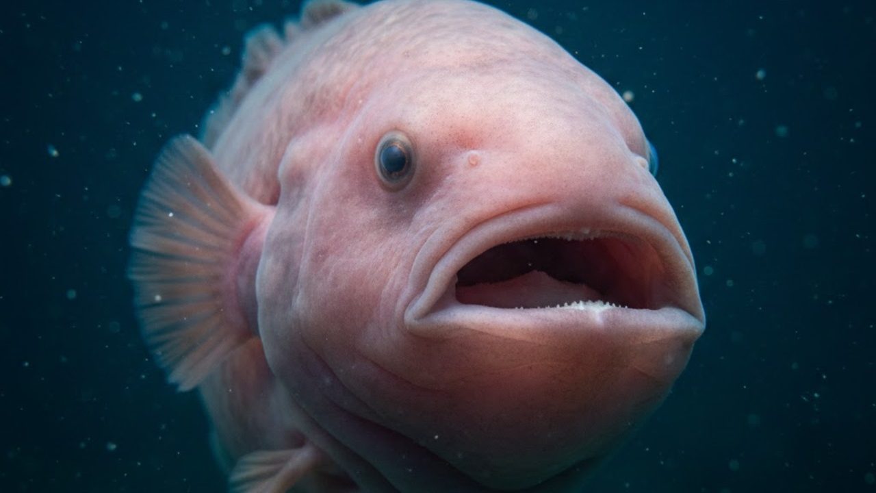 Da Fealdade à Fama: Como o Peixe-Bolha Virou Símbolo de Conservação