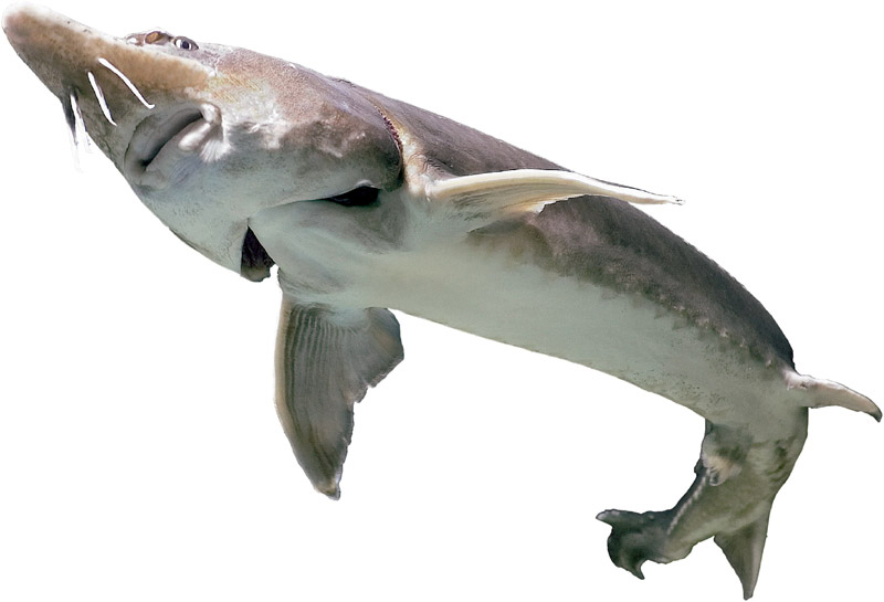 peixe que tira o caviar