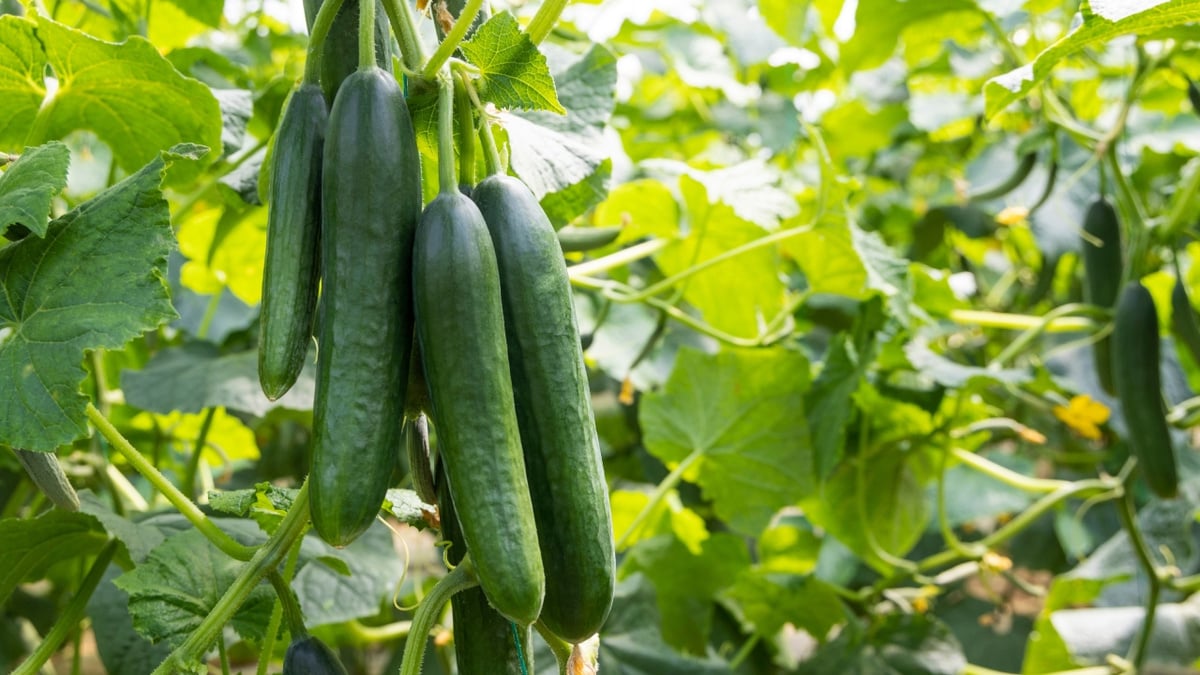A Verdadeira Classificação Botânica de Frutas e Legumes