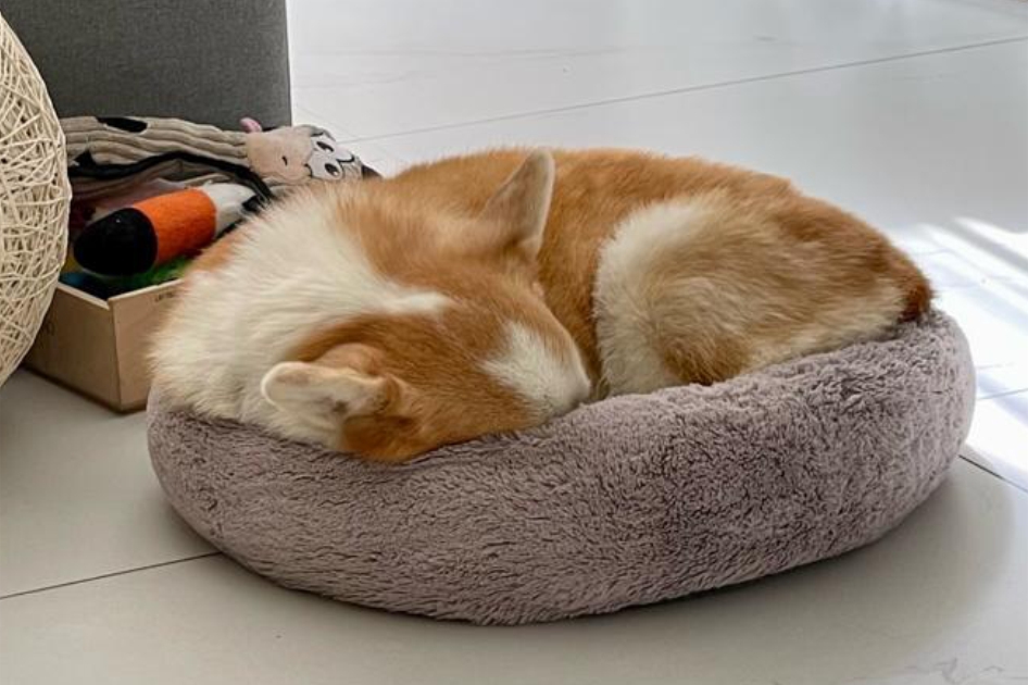 Mitos e verdades sobre o sono dos cachorros