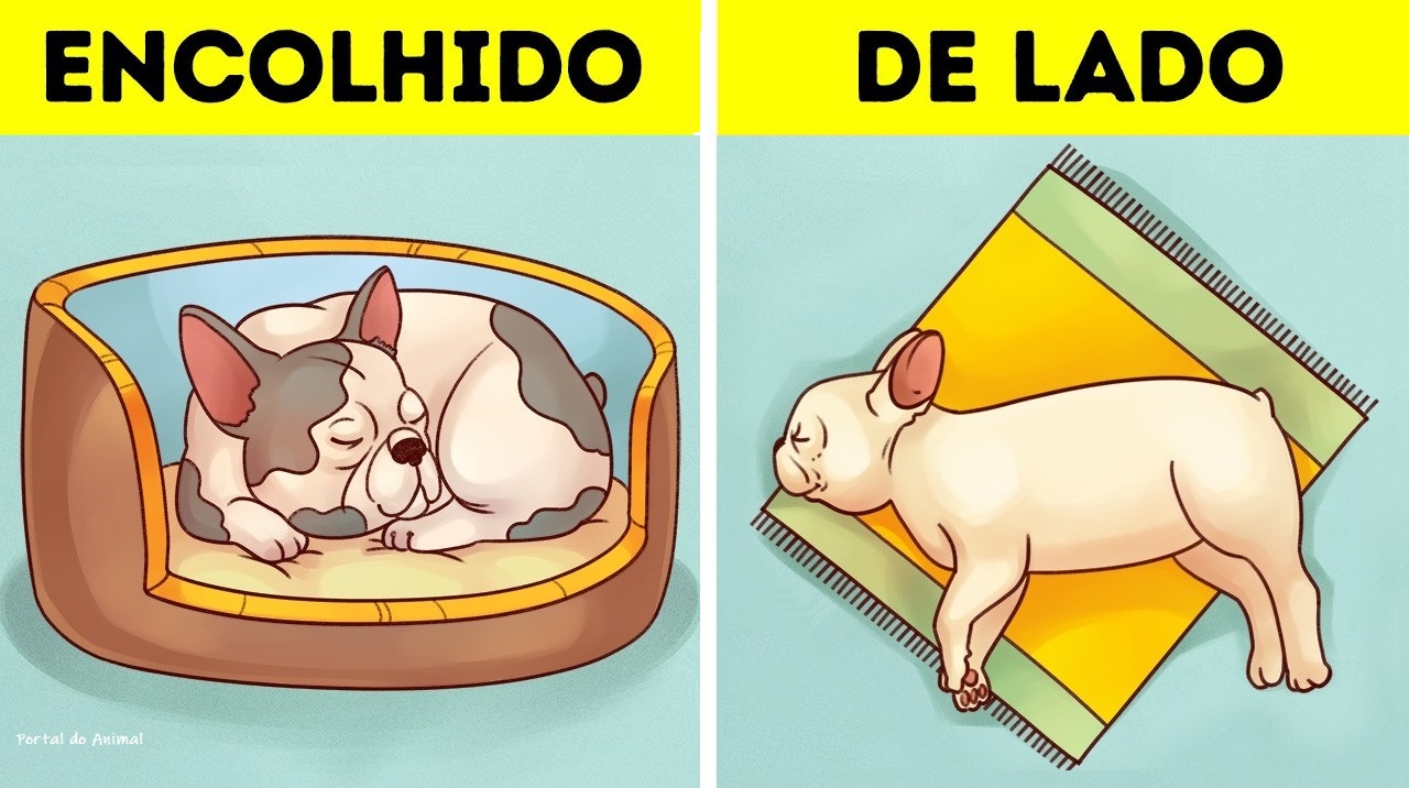 Quando levar seu cachorro ao veterinário: sinais de alerta