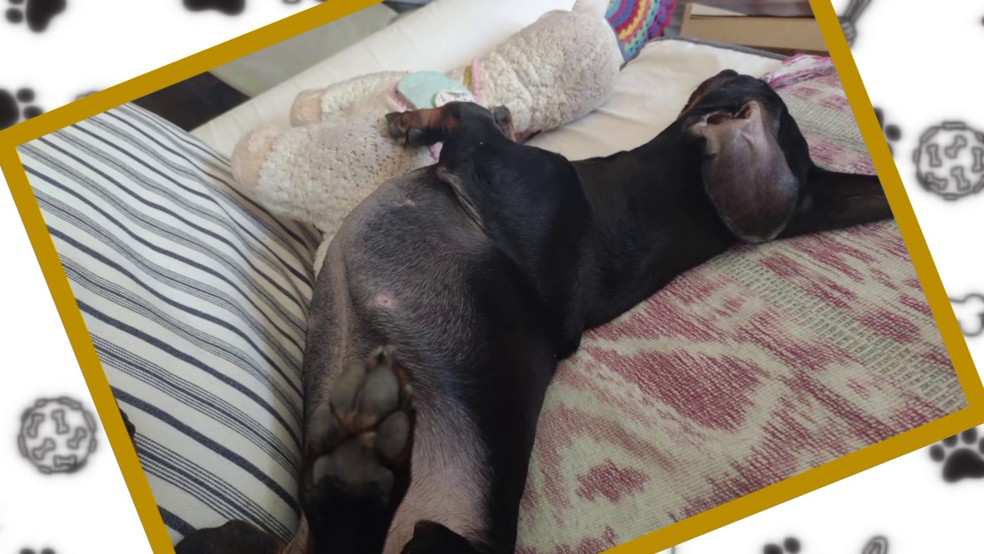 posições do cachorro dormir