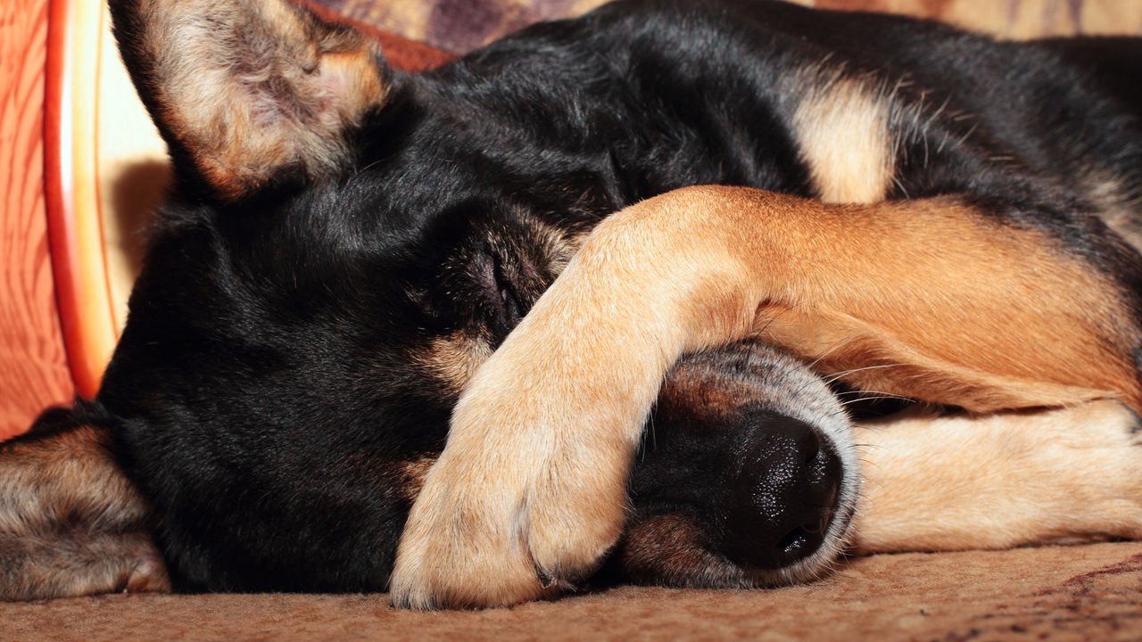 Como identificar sinais de desconforto no seu cachorro