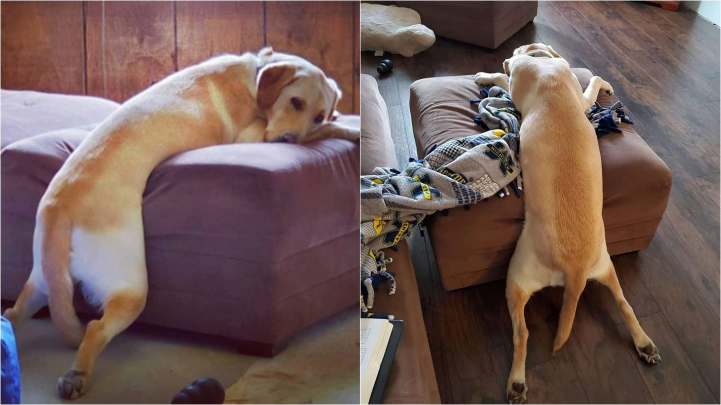 A importância do sono na vida dos cães