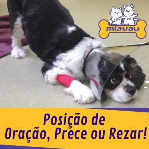 posições do cachorro dormir