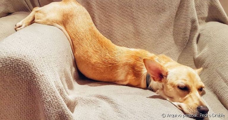 Mitos e verdades sobre o sono dos cachorros