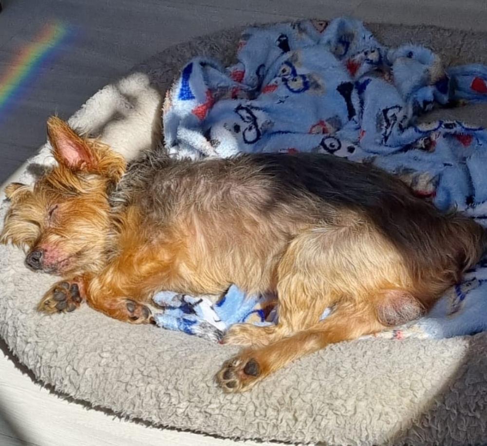 Quando levar seu cachorro ao veterinário: sinais de alerta