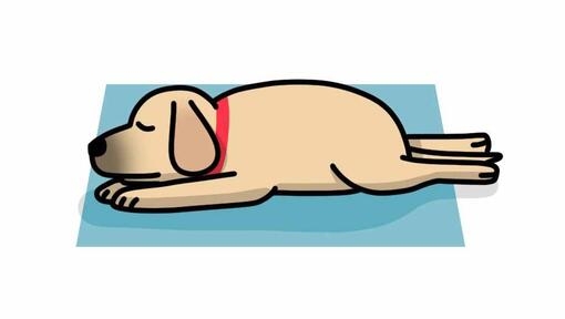 posições do cachorro dormir