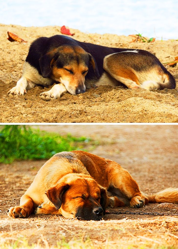 Como identificar sinais de desconforto no seu cachorro