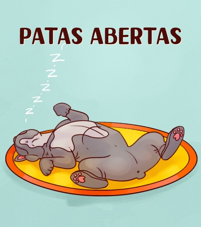 A importância do sono na vida dos cães