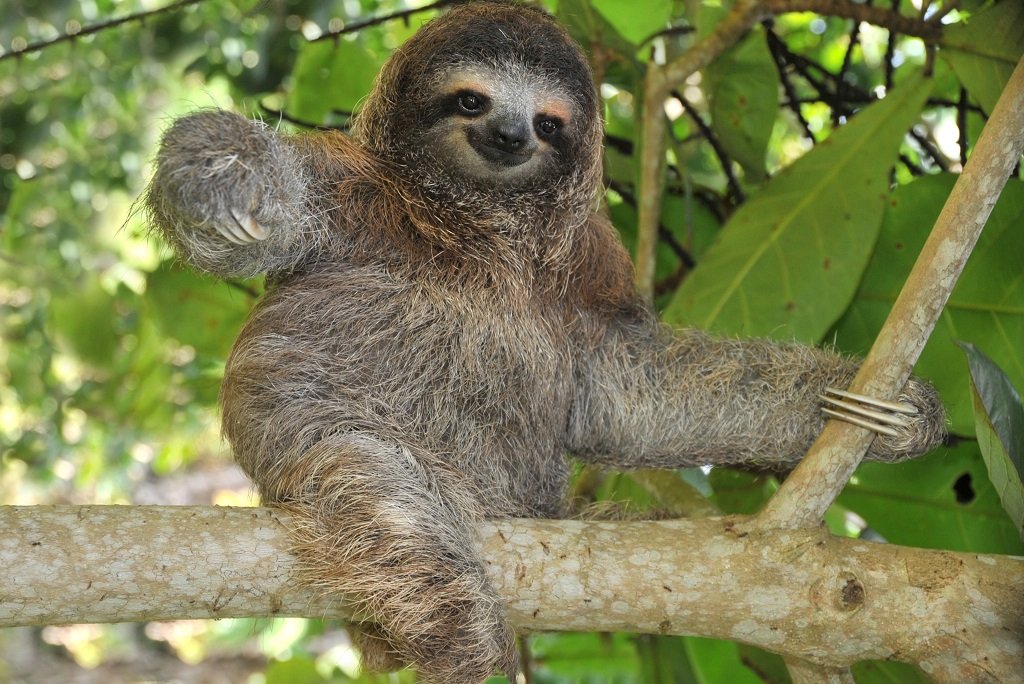 animais da floresta amazônica