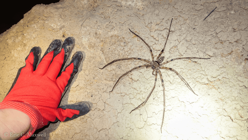 erros comuns ao identificar a maior aranha