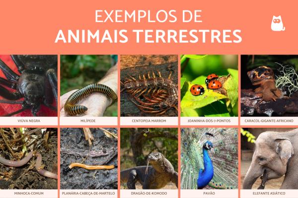 quantos animais terrestres existem no mundo