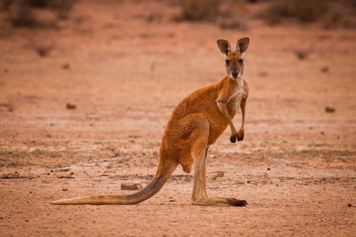 quantas espécies de animais terrestres existem no mundo