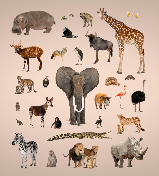 animais terrestres vs aquáticos: qual grupo tem mais espécies