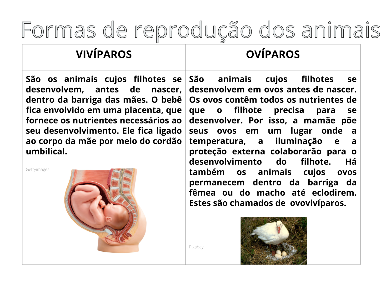 reprodução dos animais 3 ano ciências