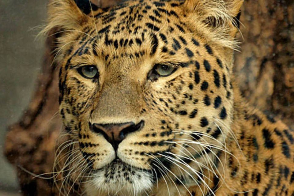 leopardo savana