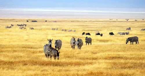 animais da savana africana