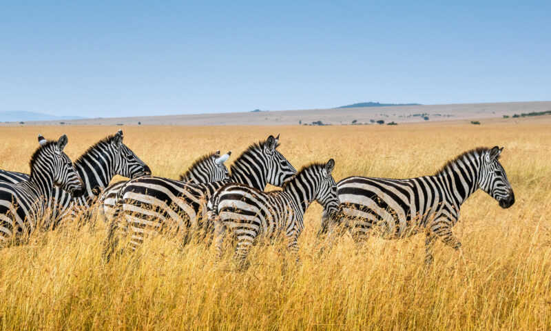 animais selvagens da savana