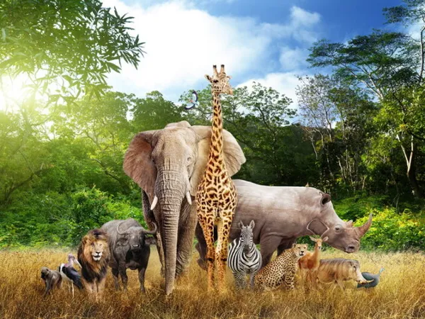 big five animais