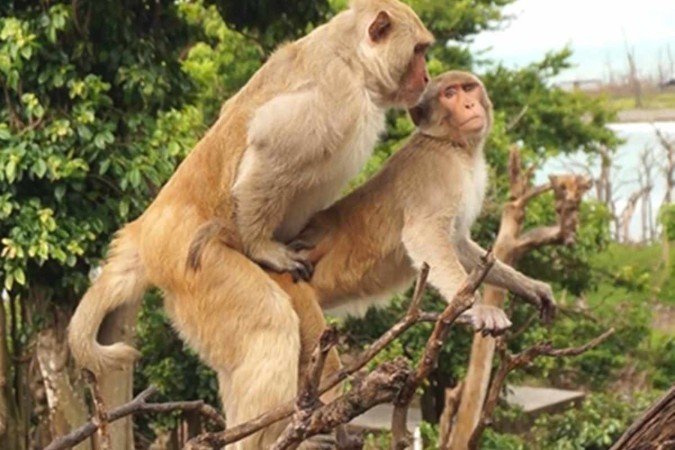 comportamento sexual em animais
