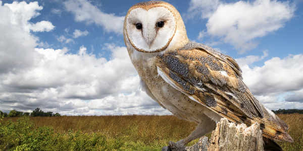 sonhar com coruja o que significa