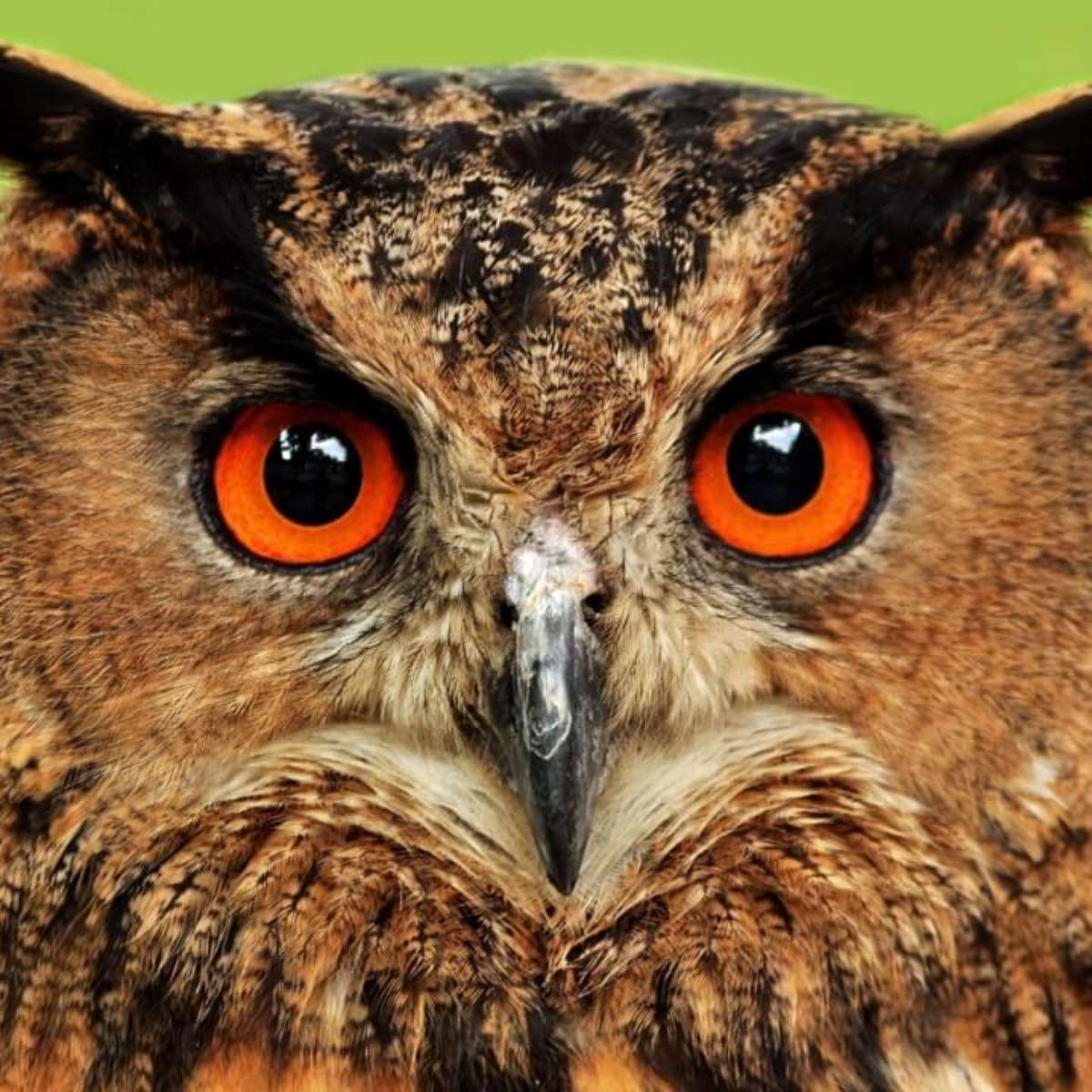 sonhar com coruja voando significado inspirador