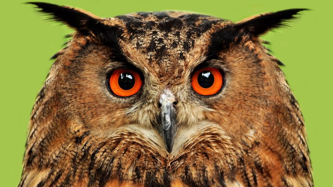 sonhar com coruja vs sonhar com águia