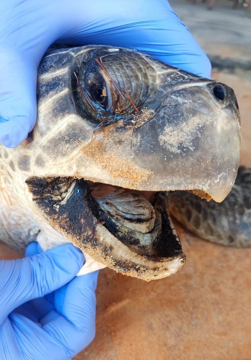 5 ideias de títulos:
1. O Mistério da Boca Aberta: Por Que as Tartarugas Marinhas Fazem Isso?
2. Tartarugas de Couro: Conheça as Incríveis Papilas Bucais!
3. Sinais de Alerta: Quando a Boca Aberta da Tartaruga Indica Problema?
4. Respiração Subaquática e Aérea: O Comportamento Bucal das Tartarugas Marinhas.
5. Anatomia Surpreendente: O Que Há Dentro da Boca de uma Tartaruga Marinha?