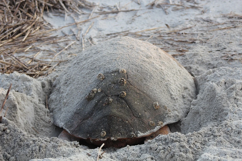 tartaruga marinha boca aberta