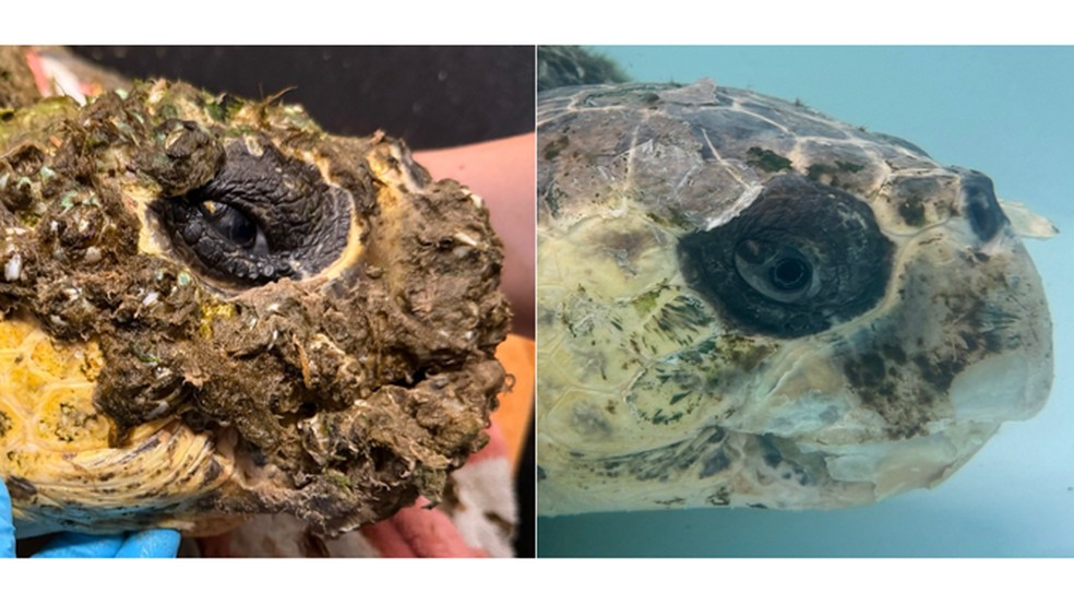 5 ideias de títulos:
1. O Mistério da Boca Aberta: Por Que as Tartarugas Marinhas Fazem Isso?
2. Tartarugas de Couro: Conheça as Incríveis Papilas Bucais!
3. Sinais de Alerta: Quando a Boca Aberta da Tartaruga Indica Problema?
4. Respiração Subaquática e Aérea: O Comportamento Bucal das Tartarugas Marinhas.
5. Anatomia Surpreendente: O Que Há Dentro da Boca de uma Tartaruga Marinha?