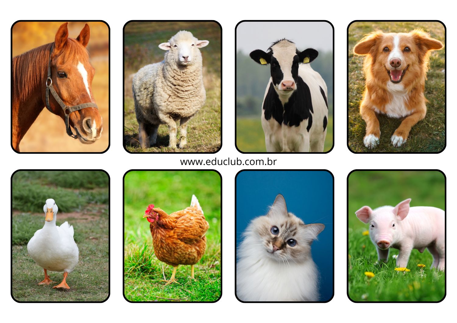 animais de estimação para apartamento