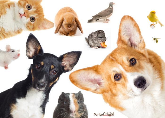 lista de animais domésticos IBAMA