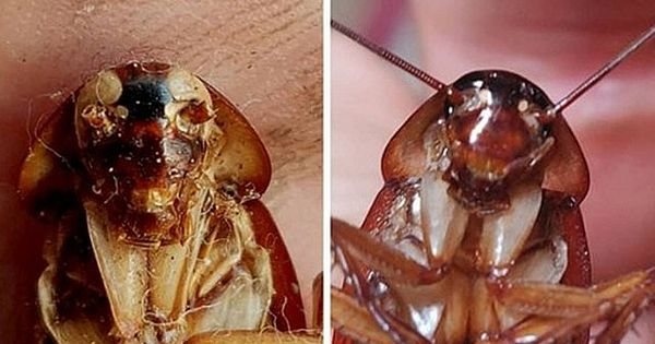 A ciência por trás do olfato de baratas: o papel do gene TAAR5