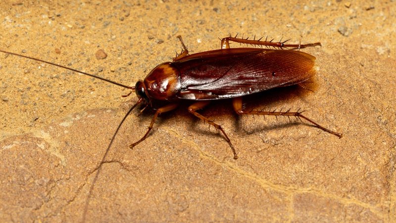 Você tem o 'superpoder' de sentir cheiro de barata? Entenda a genética