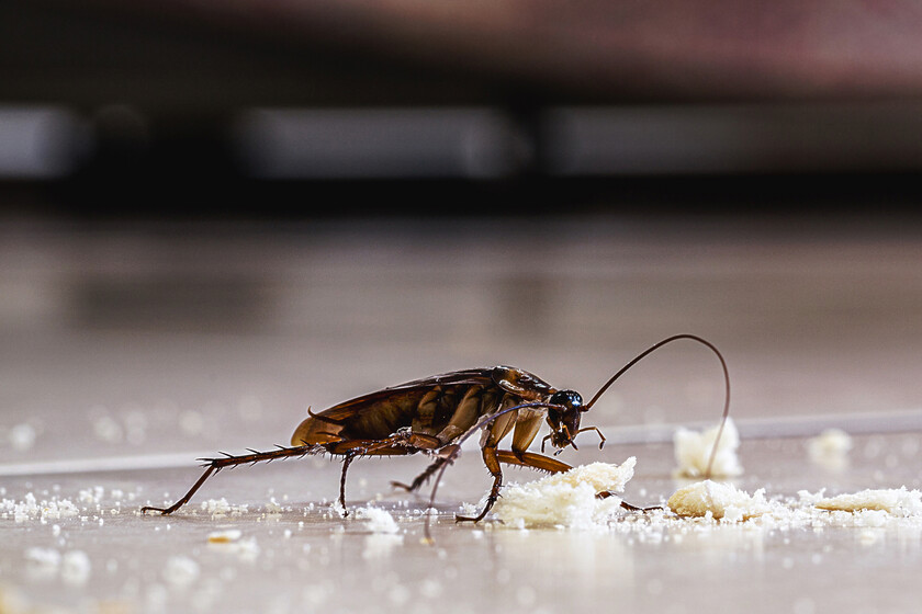 Cheiro de barata: um sinal de alerta para infestações?