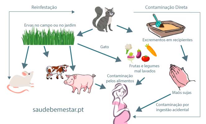 o que significa igg reagente toxoplasmose gravidez