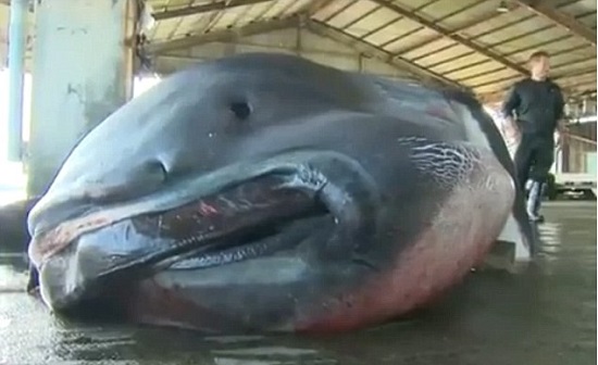 Desvendando o Mistério: Tudo sobre o Tubarão-Mega-Boca