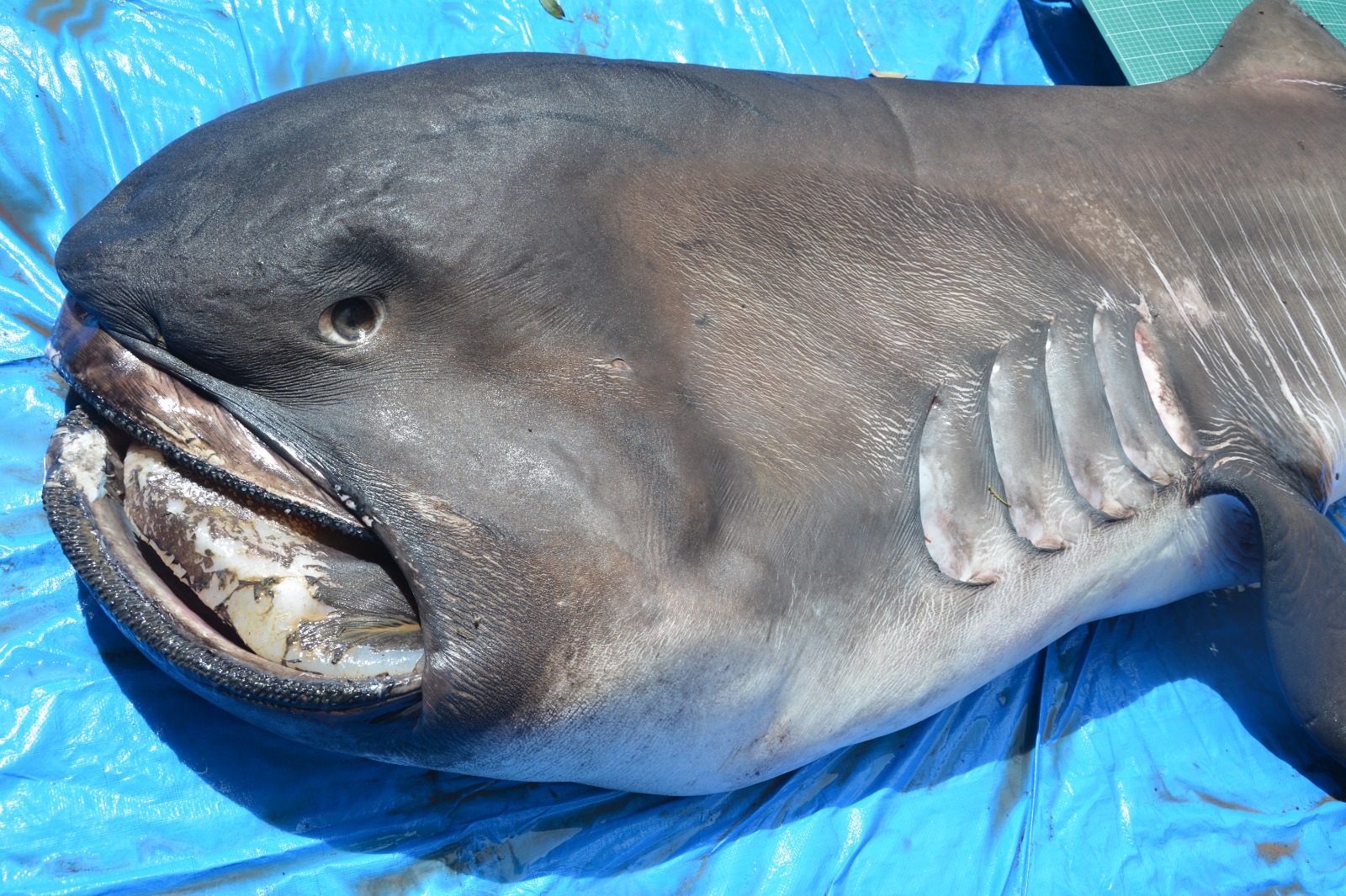 Desvendando o Mistério: Tudo sobre o Tubarão-Mega-Boca